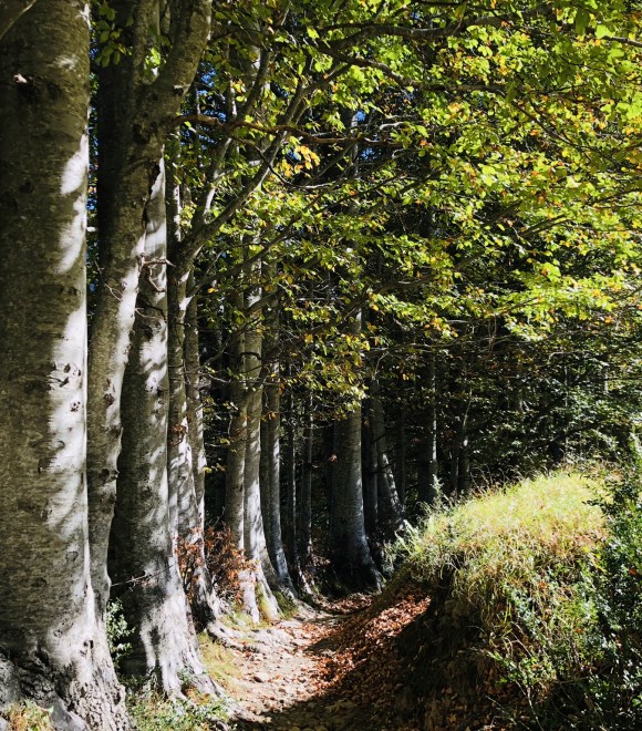 La via per gli Alpeggi